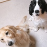 亡くなった母の愛犬、アーロンくん！返還されました サムネイル2