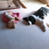 亡くなった母の愛犬、アーロンくん！返還されました サムネイル3