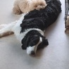 亡くなった母の愛犬、アーロンくん！返還されました サムネイル4