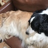 亡くなった母の愛犬、アーロンくん！返還されました サムネイル6