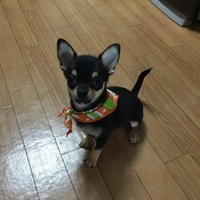 miro