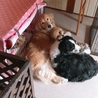 亡くなった母の愛犬、アーロンくん！返還されました サムネイル7
