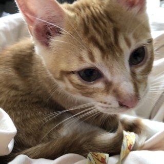 茶トラ白の子猫