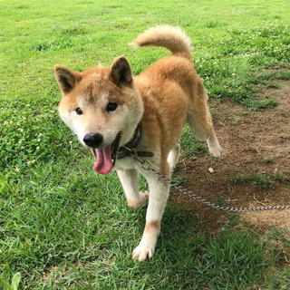 お問い合せを頂きました・小ぶりのオス柴犬