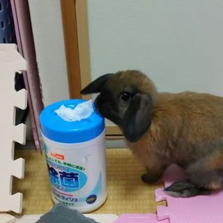 ひとなつっこい