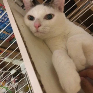 お昼寝好きのゆず吉くん