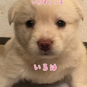 いろは chan ⭐️ 6週齢