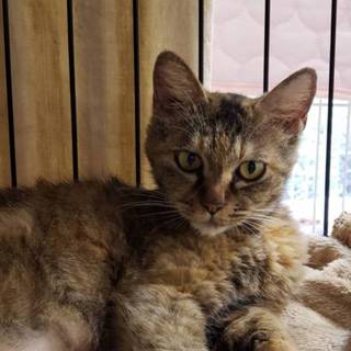 人間大好き☆おセイちゃん推定2歳