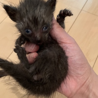 急募  生後約2、3週間 黒  雄