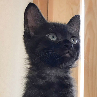 募集一時停止　黒猫★cuteなミロ君