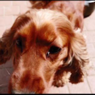 飼い主が他界したため、里親を募集します。