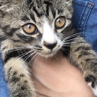 ちょっと人見知りの女の子