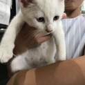 生後2ヶ月白ネコ