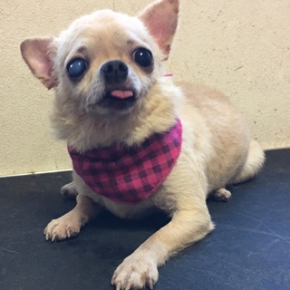 チワワの男の子里親募集します！