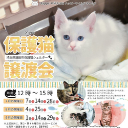 保護猫譲渡会@埼玉県蓮田市