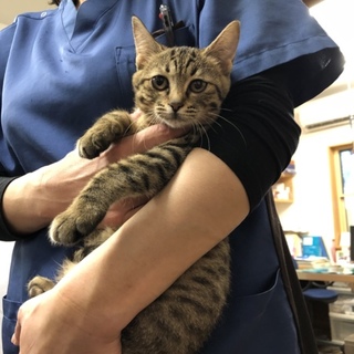 可愛いキジトラちゃん、白黒ニャンコ