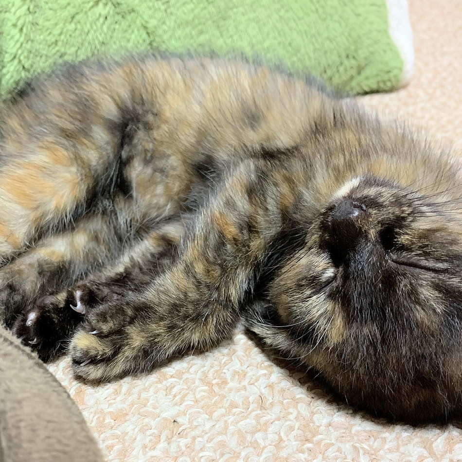 仮)このはのカバー写真