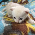 急募！一ヶ月くらいの子猫