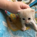 急募！一ヶ月くらいの子猫