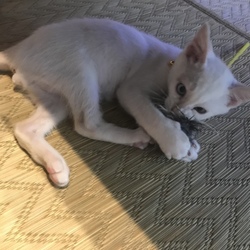 猫じゃらし