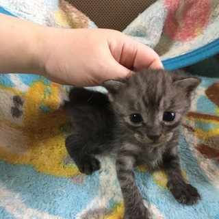 急募！一ヶ月くらいの子猫