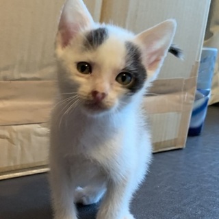 めちゃくちゃ人懐っこい男の子