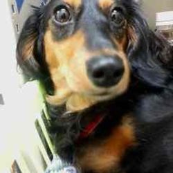 はなの一周忌が過ぎました。