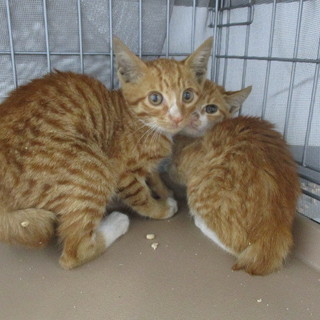 譲渡されました。