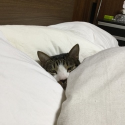 「トムさん、そろそろ…」サムネイル3