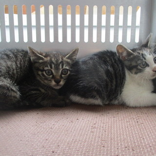 譲渡されました。