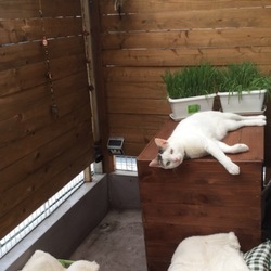 「トムさん、そろそろ…」サムネイル2