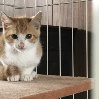 急に現れた子猫さん姉妹？