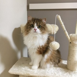 甘えん坊のスコティッシュフォールド女の子(長毛種)