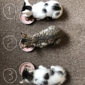 人馴れ抜群！ 5月10日生まれの女の子達です