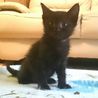 元気な黒猫男子,賢いけれどちょっとキカンボ サムネイル3