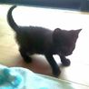 元気な黒猫男子,賢いけれどちょっとキカンボ サムネイル4