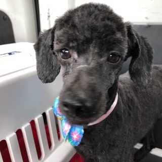 プードルミックスオス 7.5才