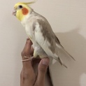 オカメインコ2羽のお優しい里親さん募集します;
