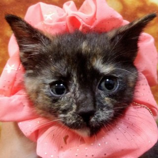 １か月のサビっ子女子