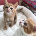 【受付一時中止】膝のり甘えん坊美猫茶トラ茶白姉妹