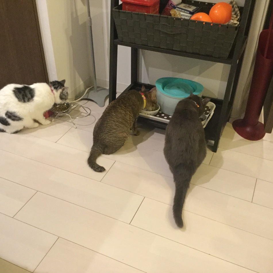 プッコのカバー写真