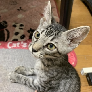 #ちびーず５ はいじちゃん