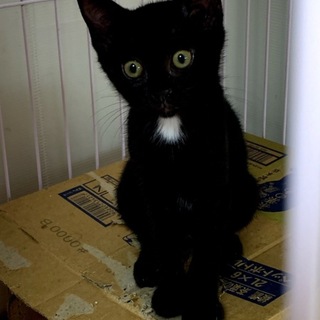 #ちびーず５くまちょ♀