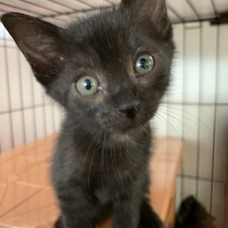 #ちびーず５ くろちょ♀