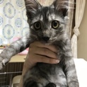 長毛サバトラの子猫テトくん［兄妹2匹一緒に］
