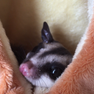 モモンガ(女の子)の里親募集！！