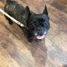 ５歳　フレンチブルドッグ　女の子 サムネイル2