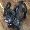 ５歳　フレンチブルドッグ　女の子 サムネイル3