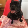 ５歳　フレンチブルドッグ　女の子 サムネイル4