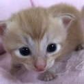 トラ猫baby